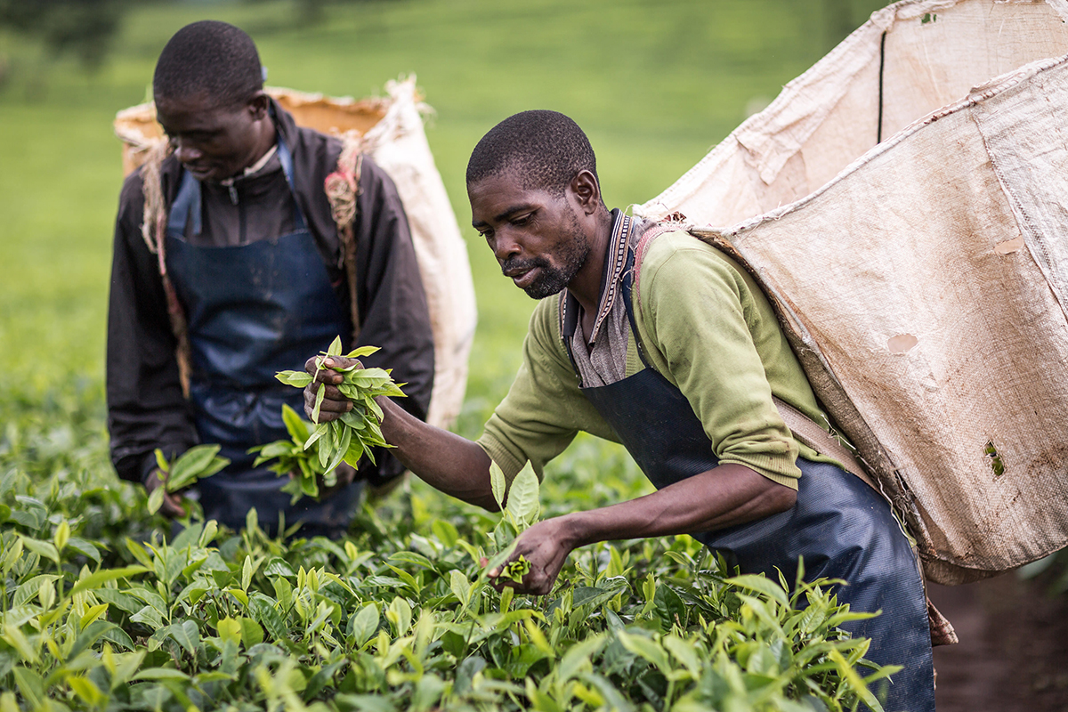 Fairtrade tea farmers Malawi 2017 by Chris Terry