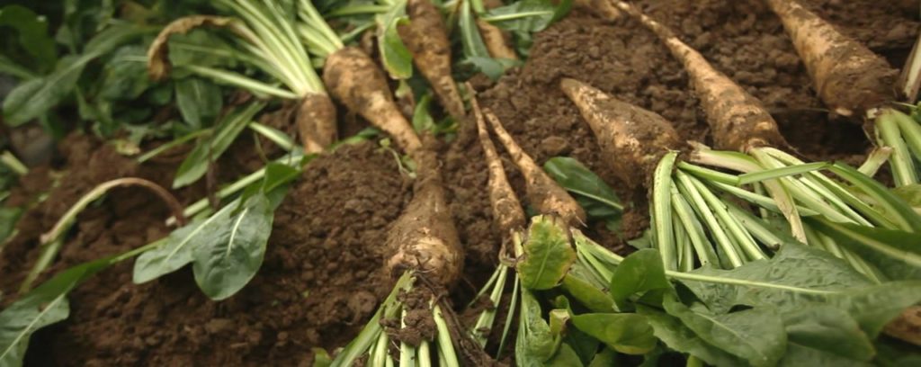 Chicory root fibre