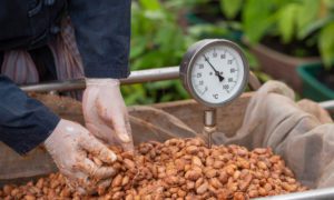 cocoa beans