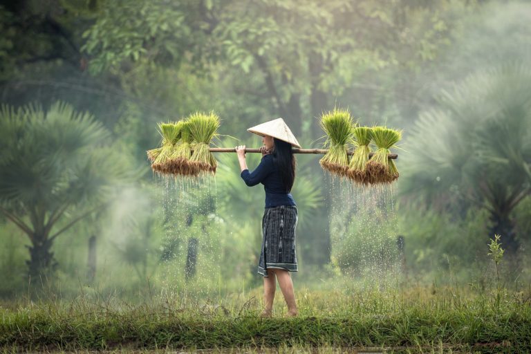 Eurostar Commodities warns a global shortage of rice flour