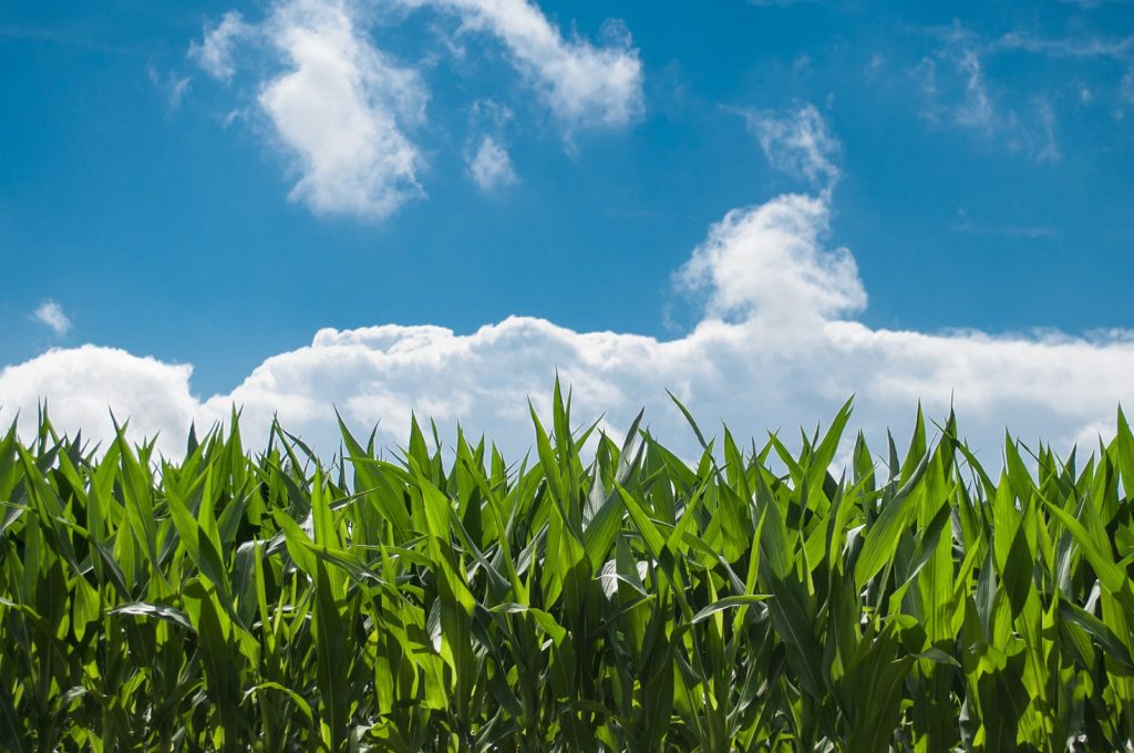 Corbion teams with Truterra to advance sustainable agriculture