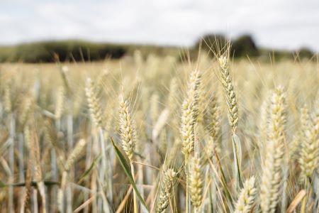 Wheat Protein