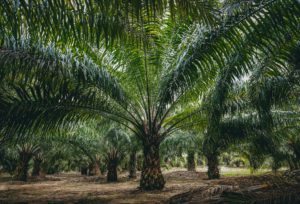 palm oil