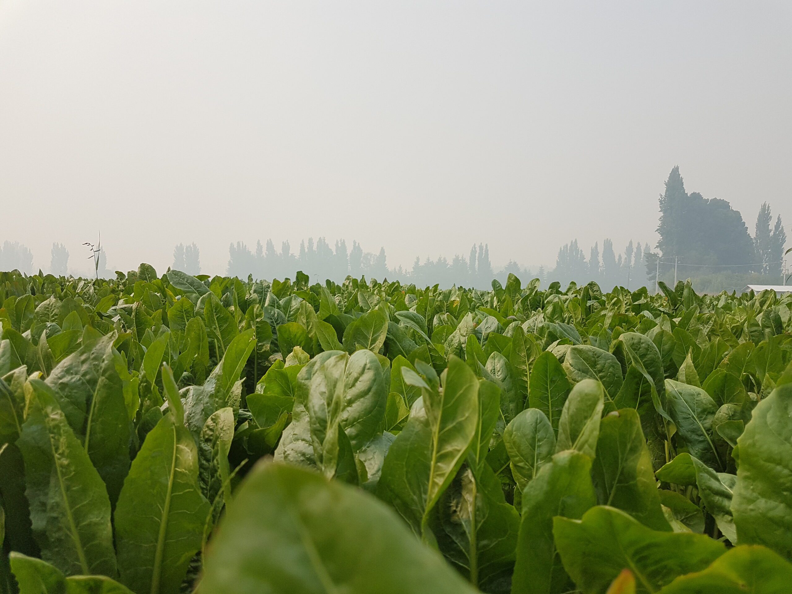 Upscaling Chicory Root Production Sustainably International Bakery