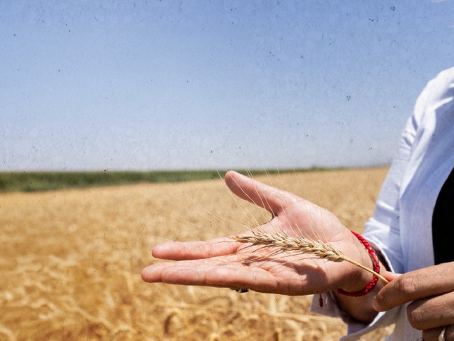 Bimbo Agriculture