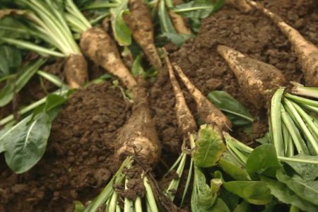 Chicory root fibre