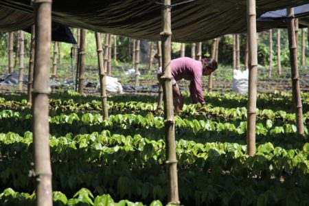Puratos' initiative will support cocoa farmers