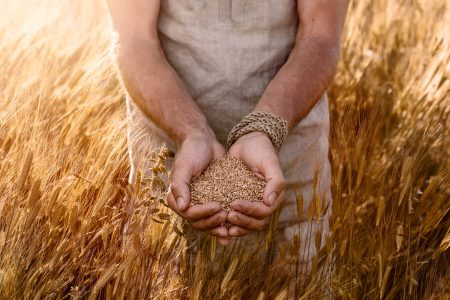 Close up of farmer's hands holding organic einkorn wheat seed on
